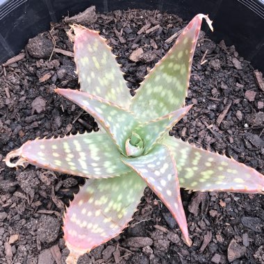 Aloe Saponaria