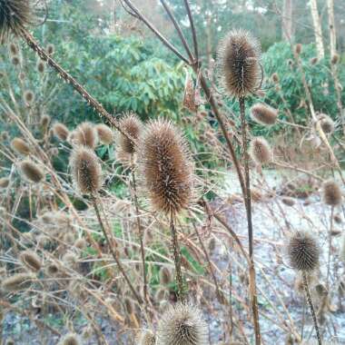 Common Teasel