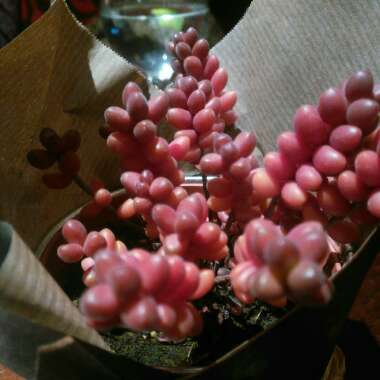 Sedum 'Pink Jelly Beans'