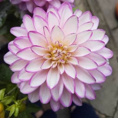 Bedding Dahlia