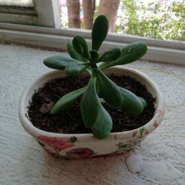 Dwarf Jade Plant