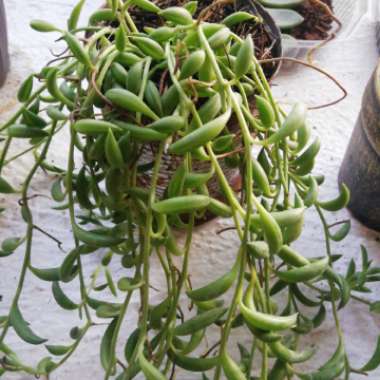 Senecio 'String Of Bananas'