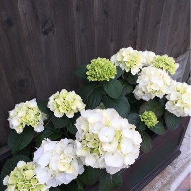 Hydrangea 'Grandiflora'