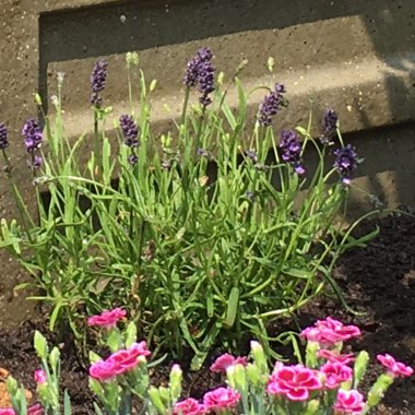 Lavender 'Hidcote'