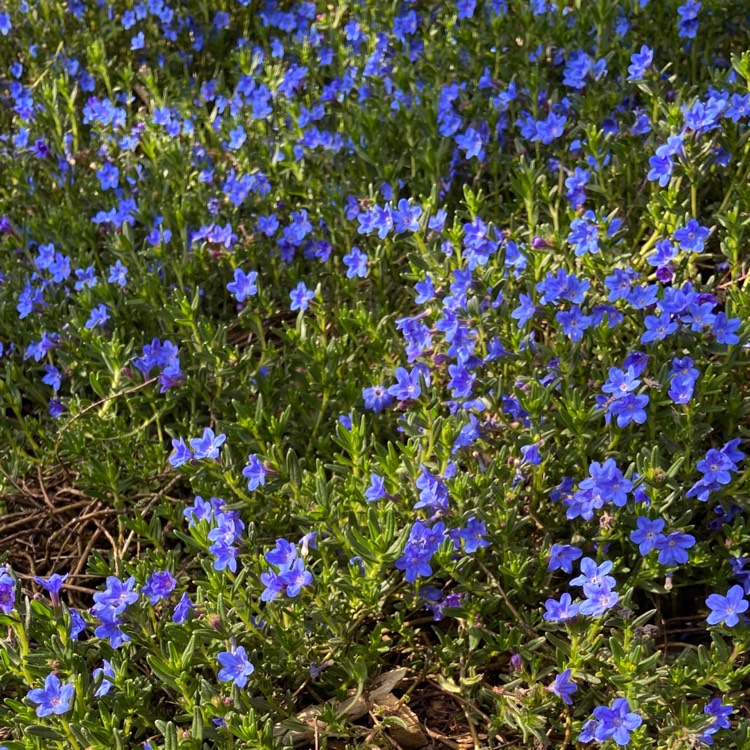 Plant image Lithodora diffusa