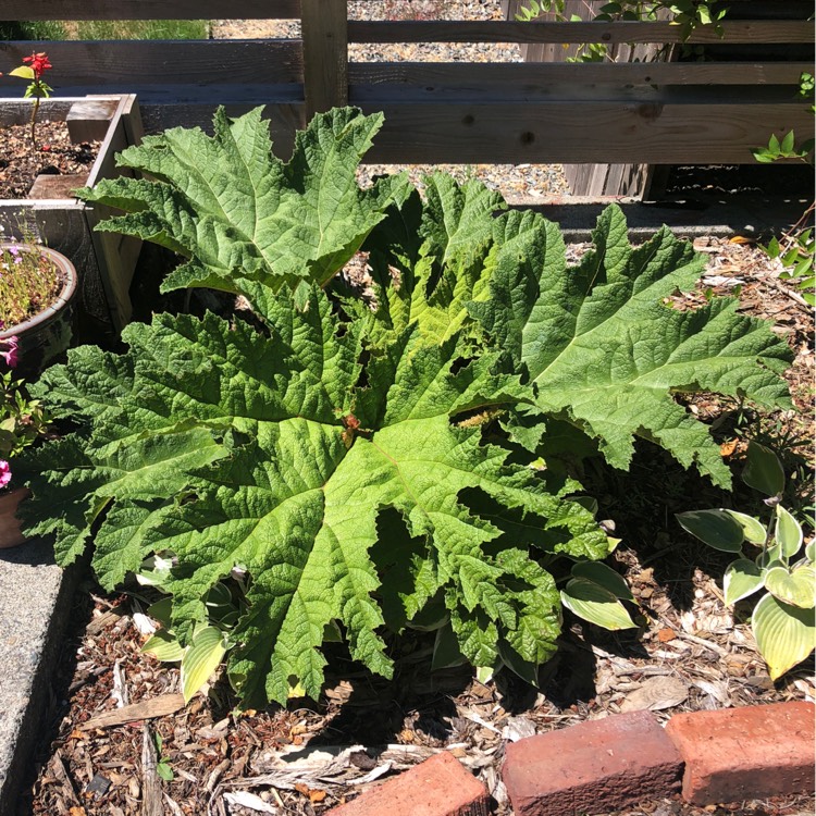 Plant image Gunnera magnifica