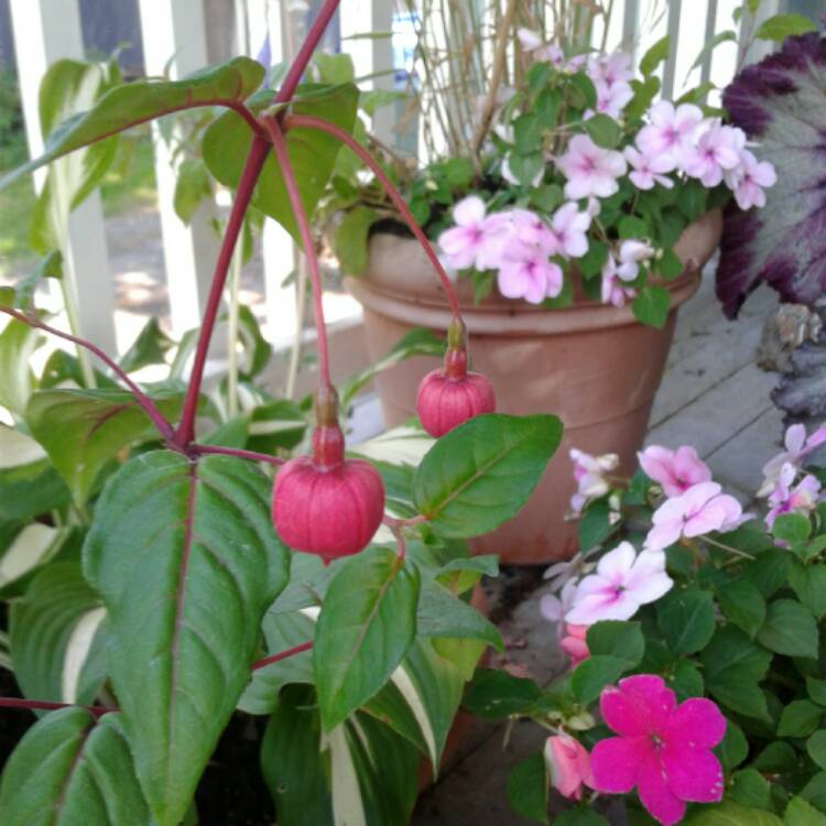 Plant image Fuchsia 'Blue Eyes'