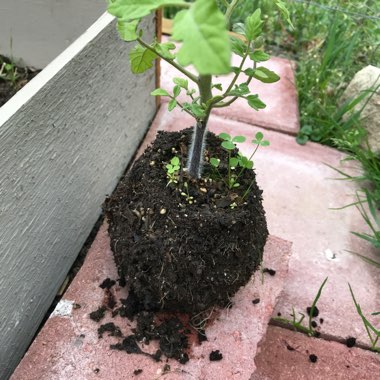 Yellow Pear Tomato