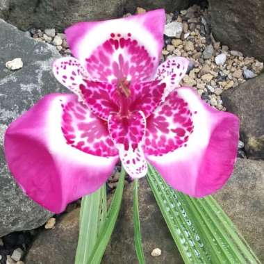 Mexican Shell Flower