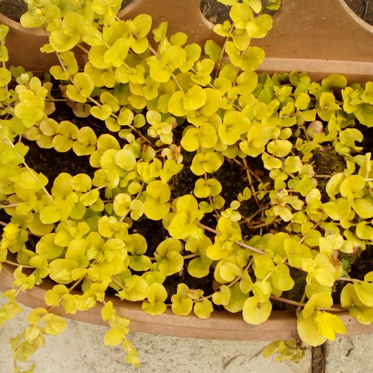 Creeping Jenny