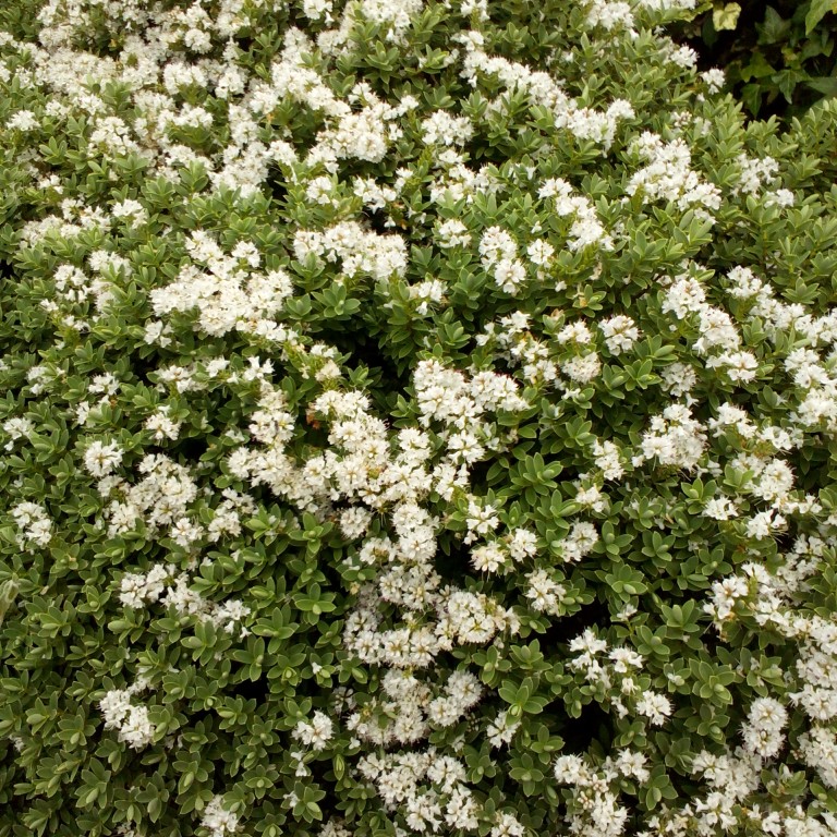 White Shrubby Veronica