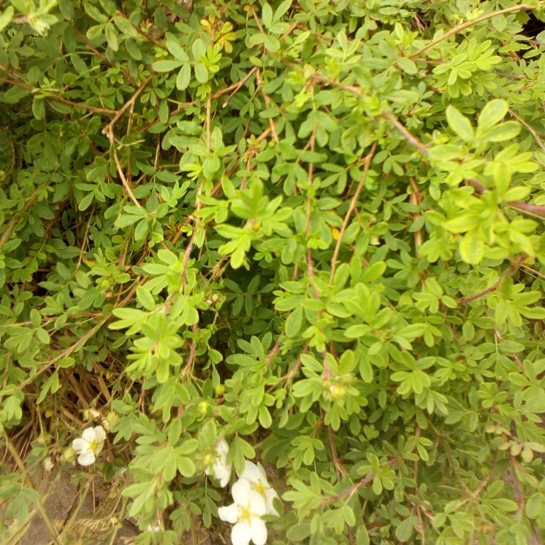 Shrubby cinquefoil  'Abbotswood'