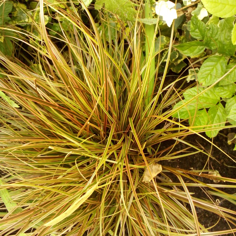 Plant image Uncinia rubra 'Everflame' syn. Uncinia rubra 'Belinda's Find'