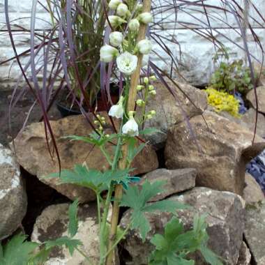 Delphinium 'Magic Fountains' Series