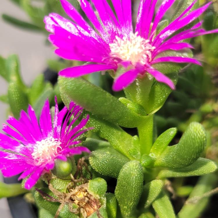 Plant image Mesembryanthemum crystallinum