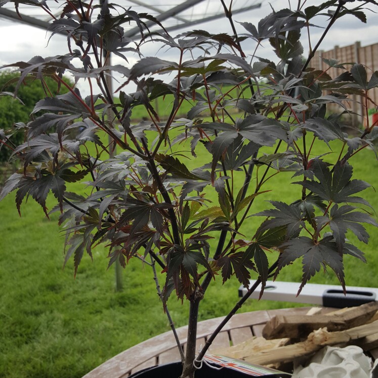 Plant image Acer Palmatum 'Fireglow'