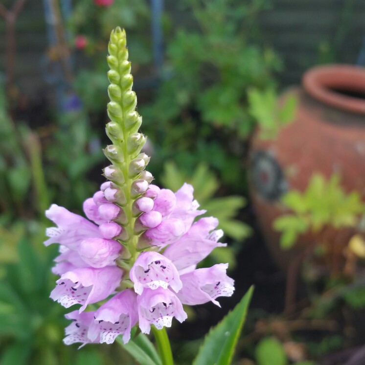 Physostegia virginiana 'Summer Snow'