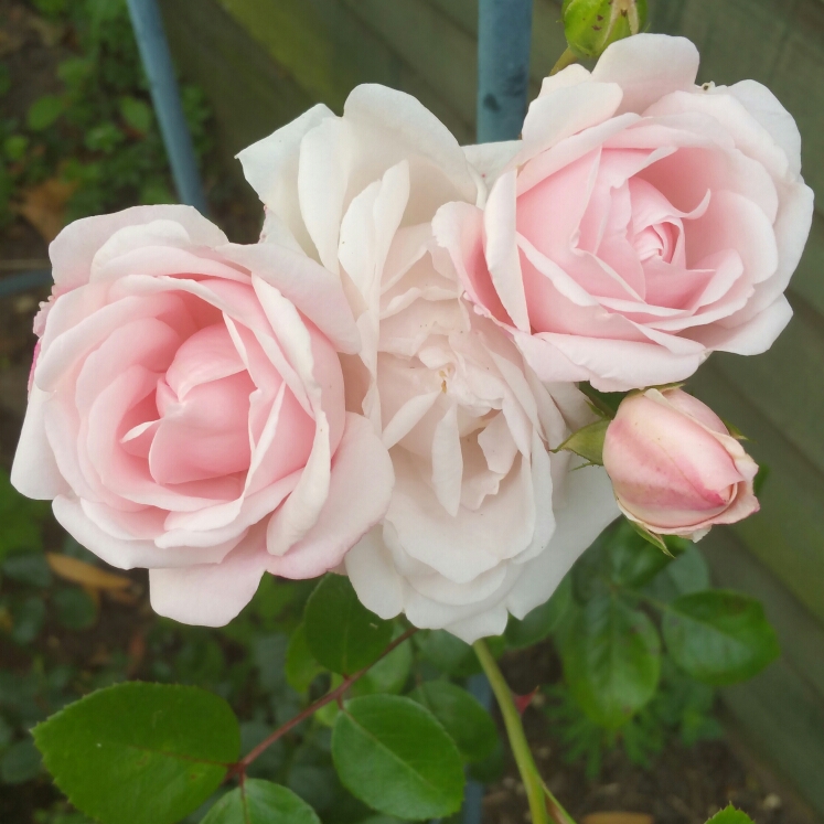 Plant image Rosa 'Blossomtime'