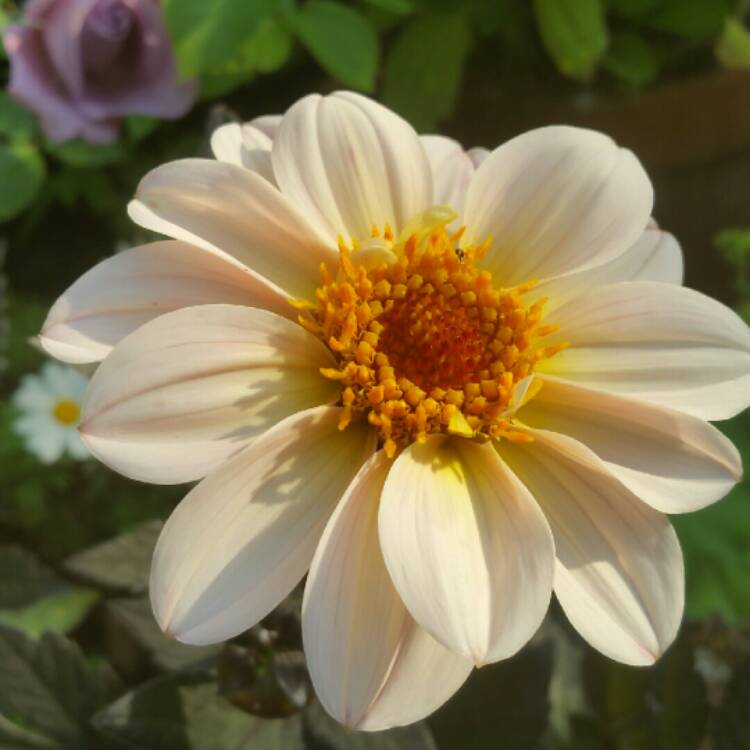 Plant image Dahlia 'Hdw79' (Happy Days Series) syn. Dahlia 'Happy Days Cream'