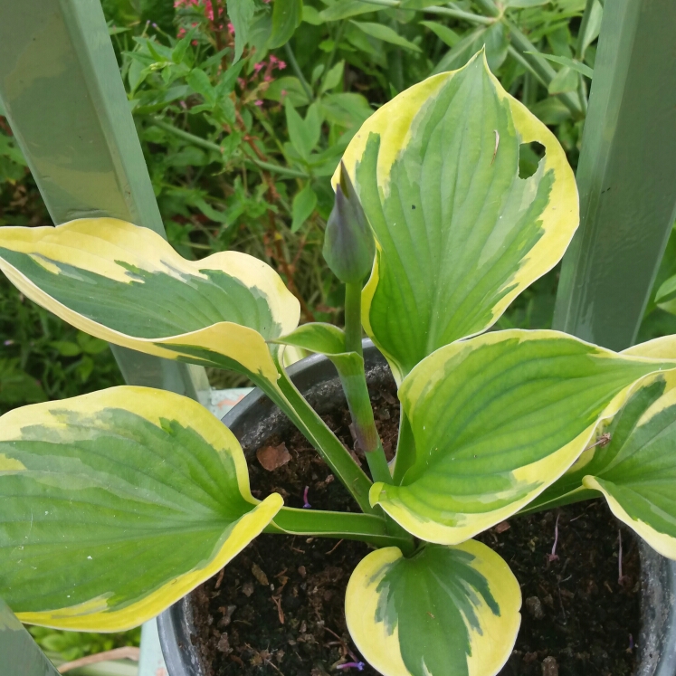 Plant image Hosta 'Twilight'