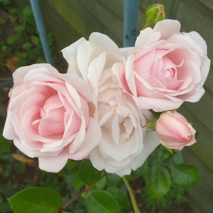 Plant image Rosa 'Blossomtime'