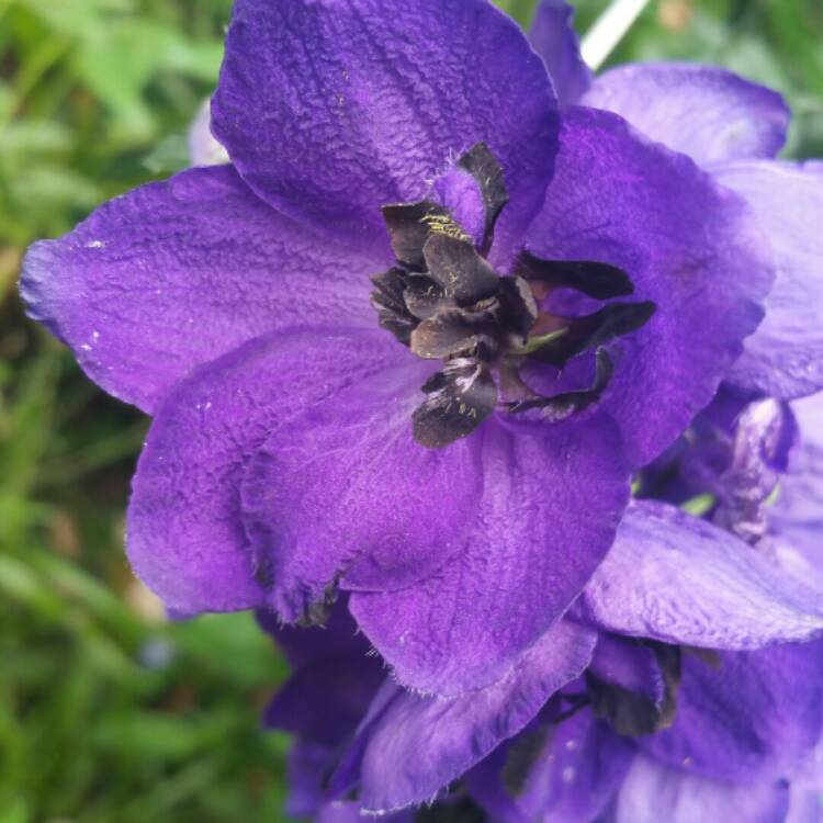 Plant image Delphinium grandiflorum 'Blue Butterfly'