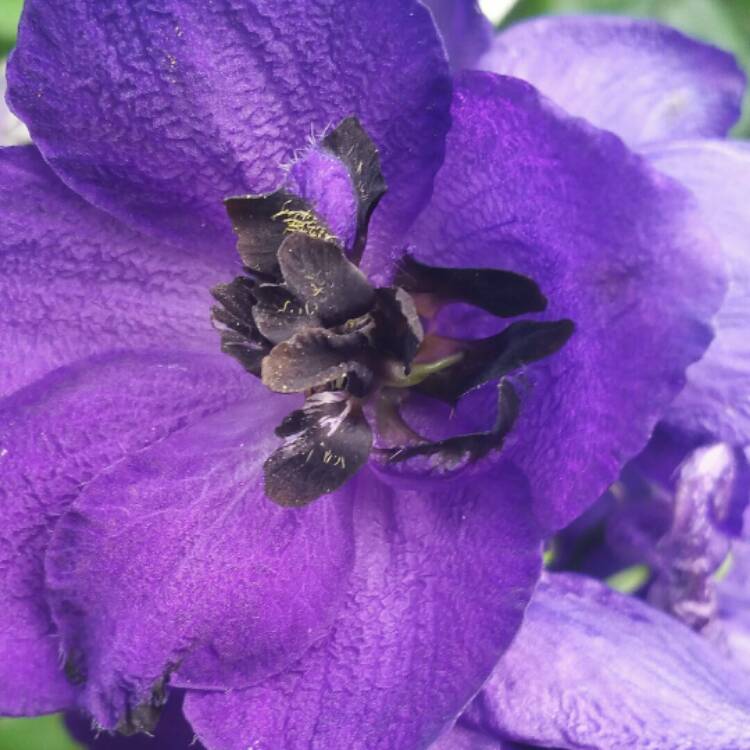 Plant image Delphinium grandiflorum 'Blue Butterfly'