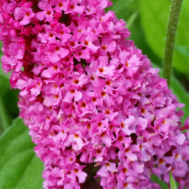 Plant image Buddleja davidii 'Tobudvelve' (Buzz Series) syn. Buddleja davidii 'Buzz Velvet'