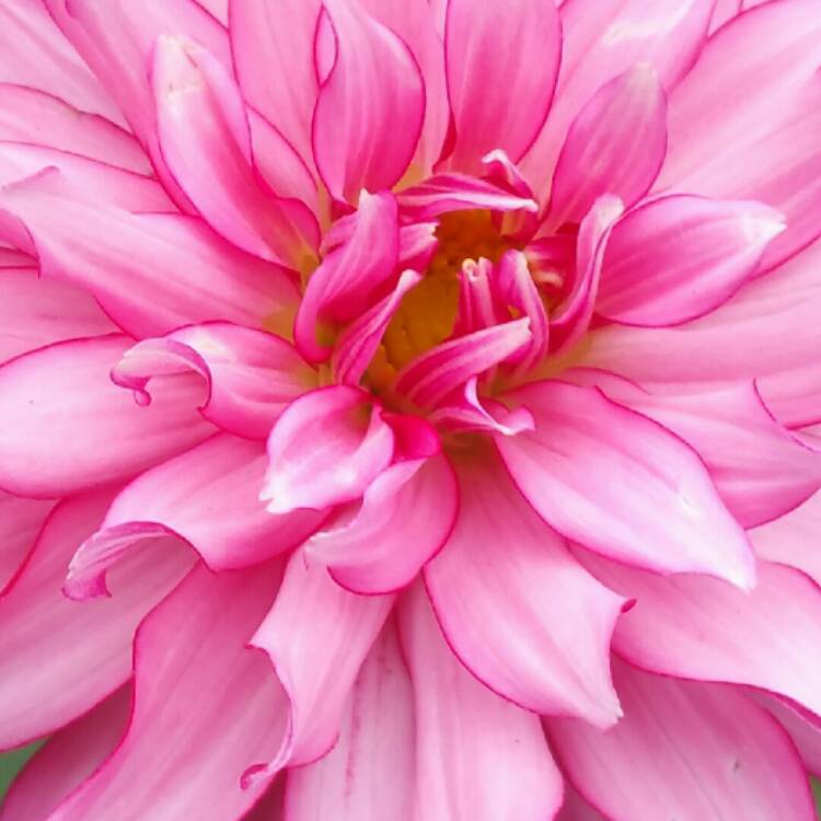 Plant image Dahlia 'Gallery Art Nouveau' (Gallery Series)