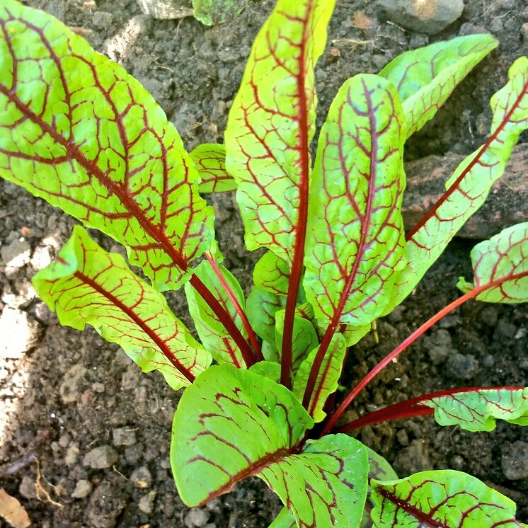 Plant image Rumex sanguineus var. sanguineus