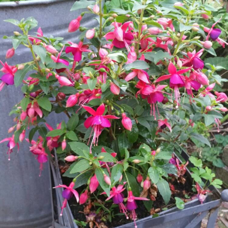 Plant image Fuchsia 'Jollies Nantes'