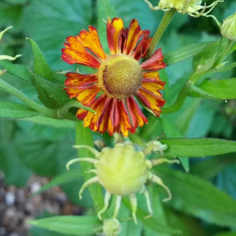 Plant image Helenium autumnale 'Helena Red Shades'