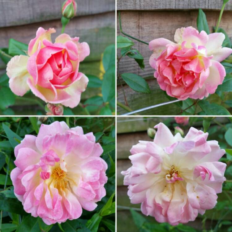 Plant image Rosa 'Phyllis Bide'