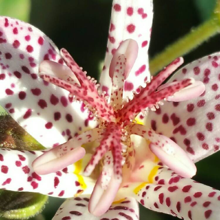 Plant image Tricyrtis formosana 'Blue Wonder'