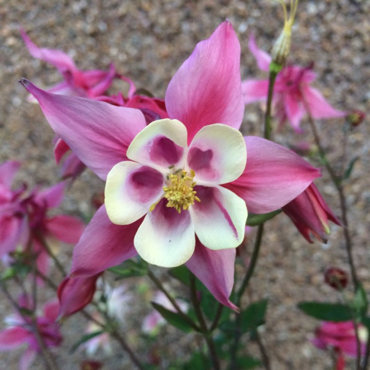 Plant image Aquilegia vulgaris 'Winky Blue And White'