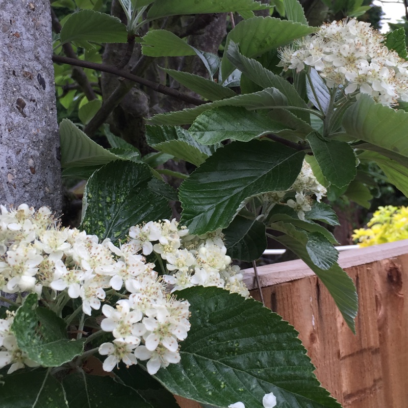 Whitebeam