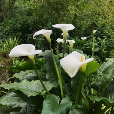 Zantedeschia aethiopica