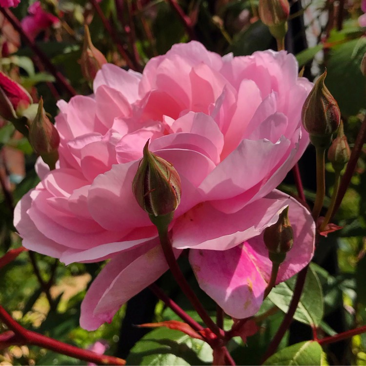 Plant image Rosa 'Mortimer Sackler'