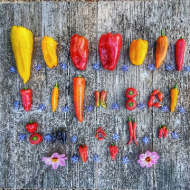 Capsicum Annuum 'Dorset Naga'