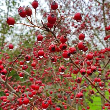 Hawthorn