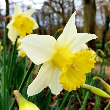 Daffodil