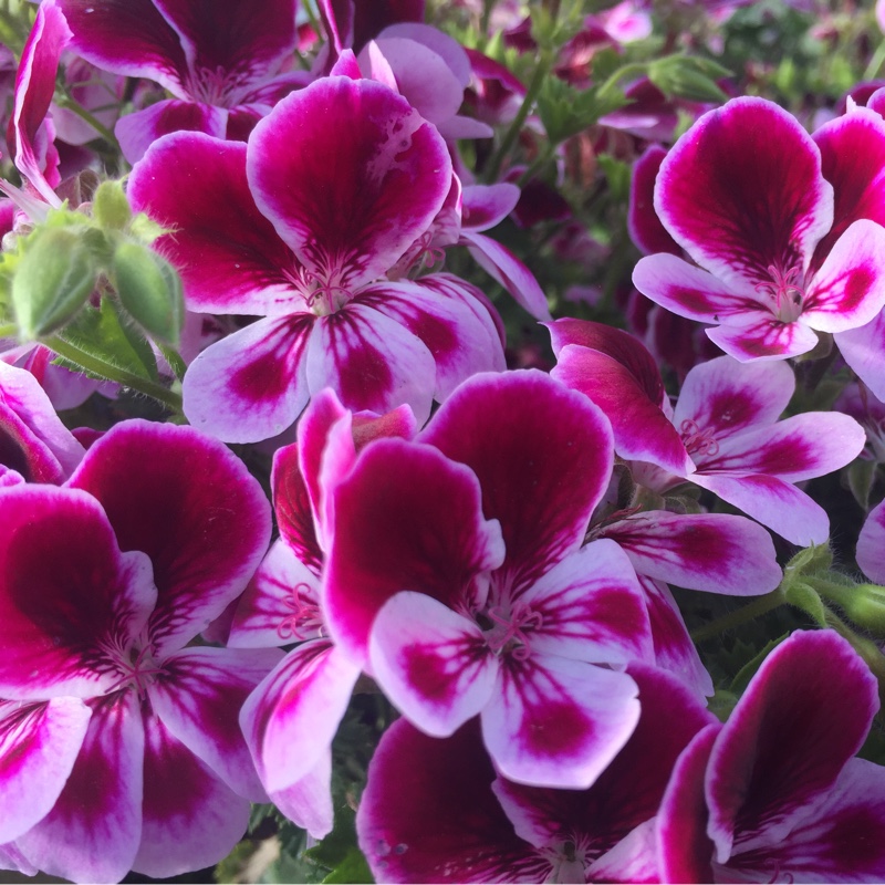 Plant image Pelargonium 'Mosquitaway Eva'