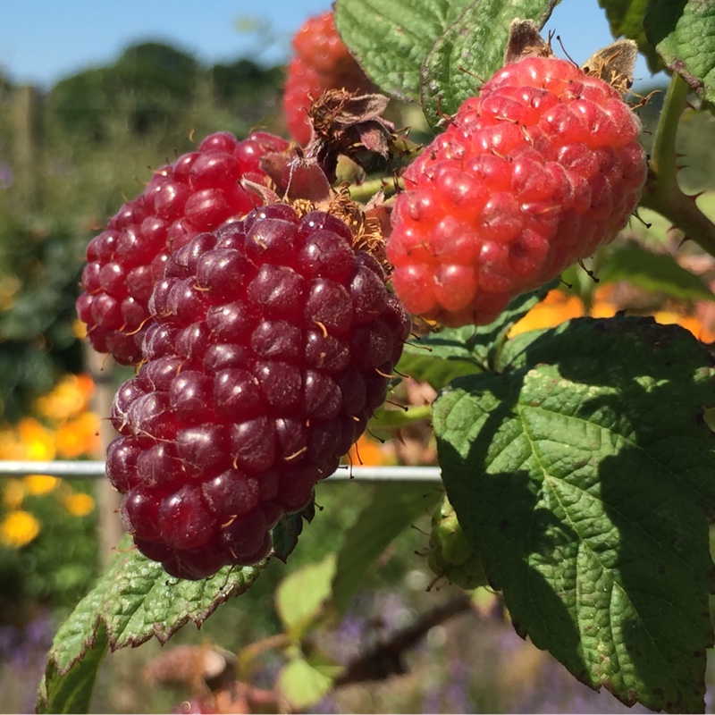 Rubus fruticosus x ideaus