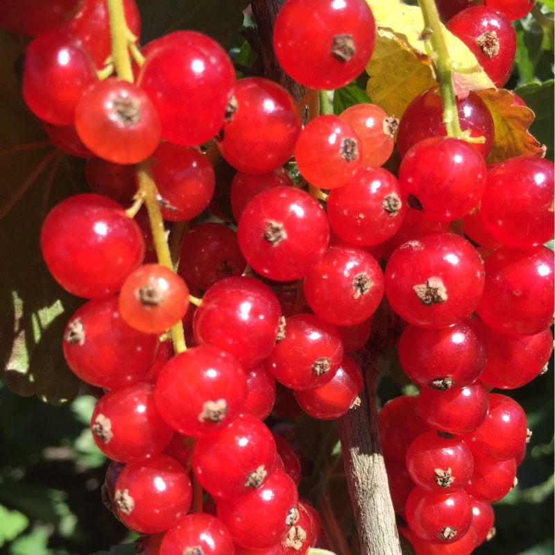 Ribes Rubrum