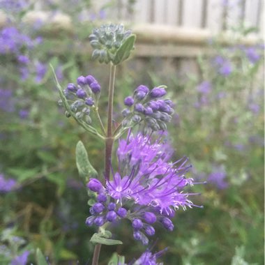 Caryopteris