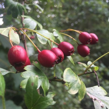 Crataegus