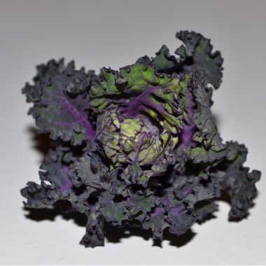 Brassica oleracea