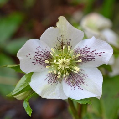 Helleborus