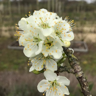 Prunus domestica 'Victoria'