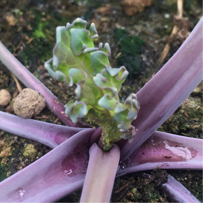 Crambe maritima